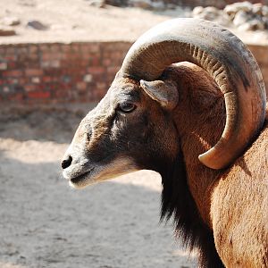 Mouflon - Lahore zoo 17/11/2019