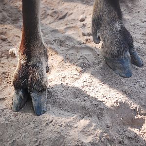 Mouflon hooves - Lahore zoo 17/11/2019