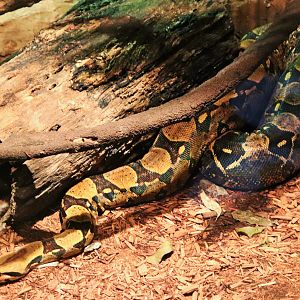 Boa Constrictor (Boa constrictor)
