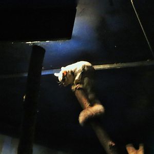 Squirrel Glider (Petaurus norfolcensis)