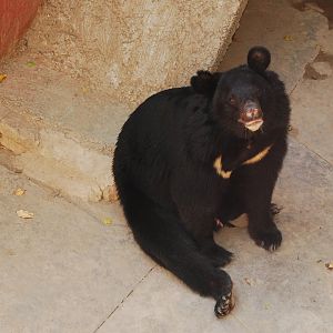 Asiatic black bear - Lahore zoo 17/11/2019