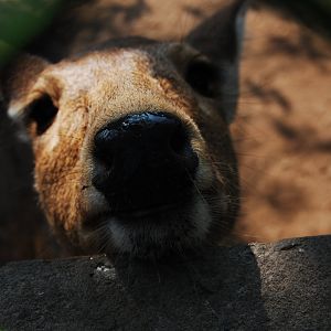 Hog deer - Lahore zoo 17/11/2019