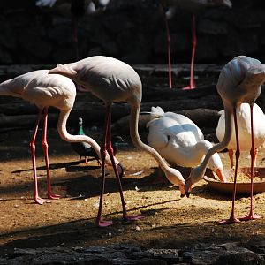 Greater flamingos and domestic geese feeding - Lahore zoo 17/11/2019