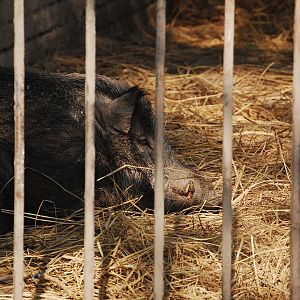 Indian wild boar - Lahore zoo 17/11/2019