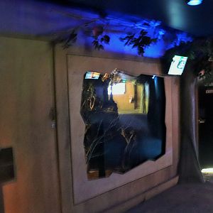 Feathertail Glider Enclosure