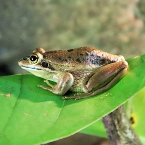 Green and Golden Bell Frog (Litoria aurea)