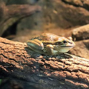 Green and Golden Bell Frog (Litoria aurea)