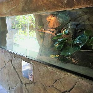 Green and Golden Bell Frog Tank
