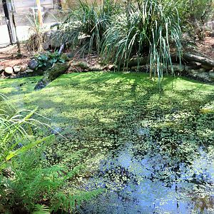 Forest Fringe Aviary Pond