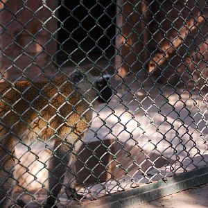 Vervet monkey - Lahore zoo 17/11/2019