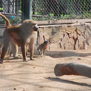 Olive baboons - Lahore zoo 17/11/2019