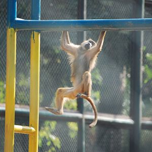 Olive baboon - Lahore zoo 17/11/2019