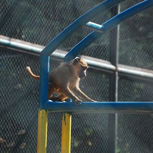 Olive baboon - Lahore zoo 17/11/2019