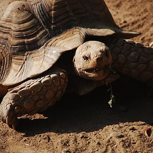 Spur-thighed tortoise - Lahore zoo 17/11/2019