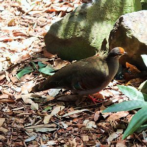 Brush Bronzewing (Phaps elegans)