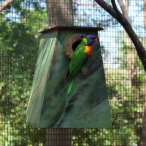 Rainbow Lorikeet (Trichoglossus moluccanus)