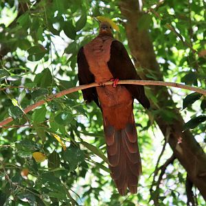 Brown Cuckoo-Dove (Macropygia phasianella)