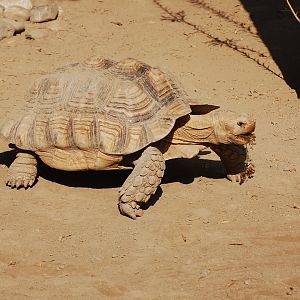 Spur-thighed tortoise - Lahore zoo 17/11/2019