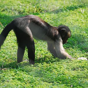 Tufted capuchin foraging - Lahore zoo 17/11/2019