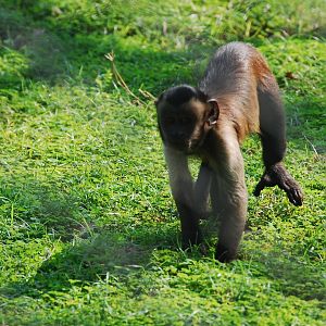 Tufted capuchin foraging - Lahore zoo 17/11/2019