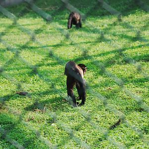 Tufted capuchins foraging - Lahore zoo 17/11/2019