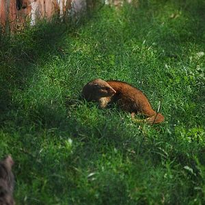 Small Indian mongoose in capuchin enclosure - Lahore zoo 17/11/2019