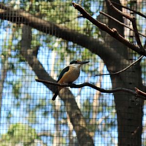 Sacred Kingfisher (Todiramphus sanctus)