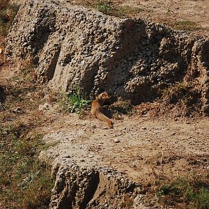 Small Indian mongoose in Lion enclosure - Lahore zoo 17/11/2019