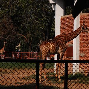 Southern giraffes - Lahore zoo 17/11/2019