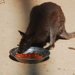 Red-necked wallaby - Lahore zoo 17/11/2019