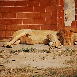 Lion - Lahore zoo 17/11/2019