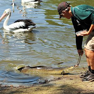 Shortfin Eel Feeding