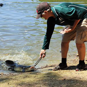 Shortfin Eel Feeding