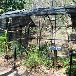 Grey-headed Flying Fox Enclosure