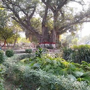 Banyan tree - Lahore zoo 17/11/2019