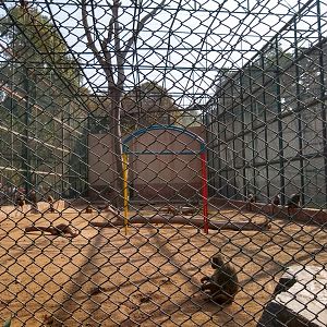 Baboon enclosure - Lahore zoo 17/11/2019
