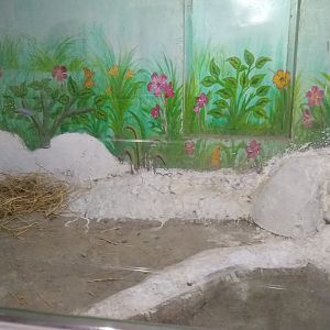 Reptile tank example - Lahore zoo 17/11/2019