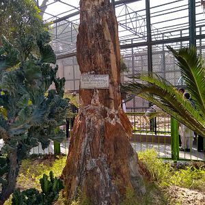 Acacia arabica fossil - Lahore zoo 17/11/2019