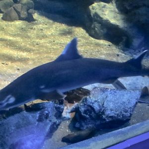 Mandarin Dogfish (Cirrhigaleus barbifer)