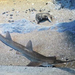 Japanese Saw Shark (Pristiophorus japonicus)