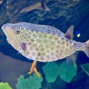 Horn-Nosed Boxfish (Ostracion rhinorhynchos)