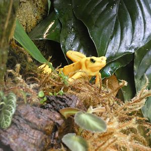 Panamanian Golden Frog