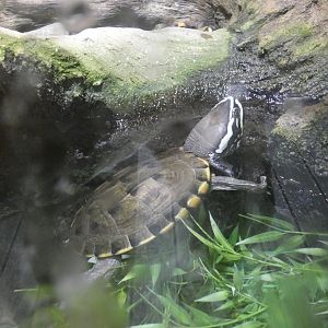 Malayan Snail-eating Turtle