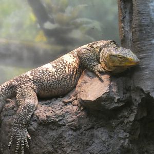 Gray's Monitor