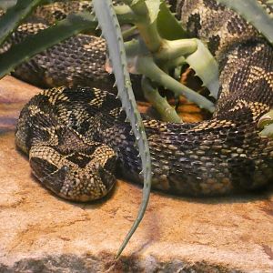 Ethiopian Mountain Adder