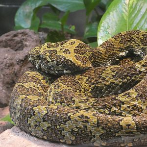 Mangshan Pit Viper