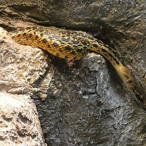 San Diego Gopher Snake