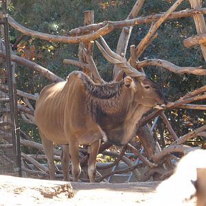 Giant Eland