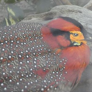 Blyth's Tragopan