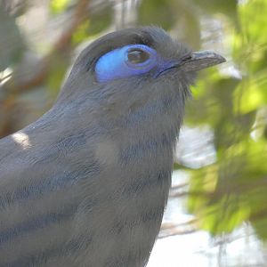 Blue Coua